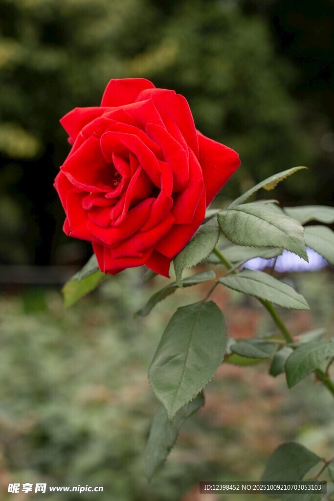 娇艳红玫瑰绽放