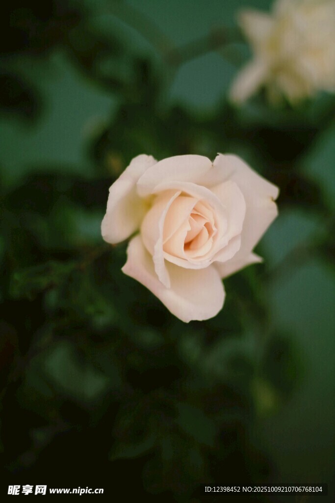 淡粉色单朵月季花特写
