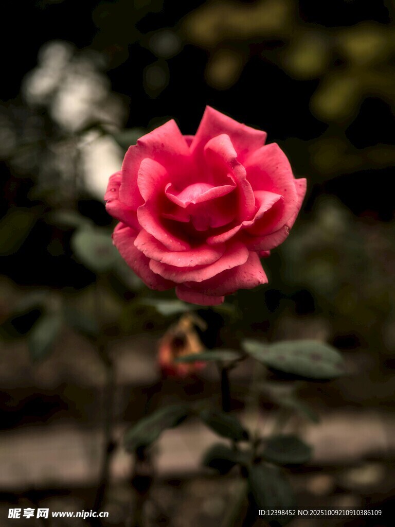 娇艳红玫瑰绽放