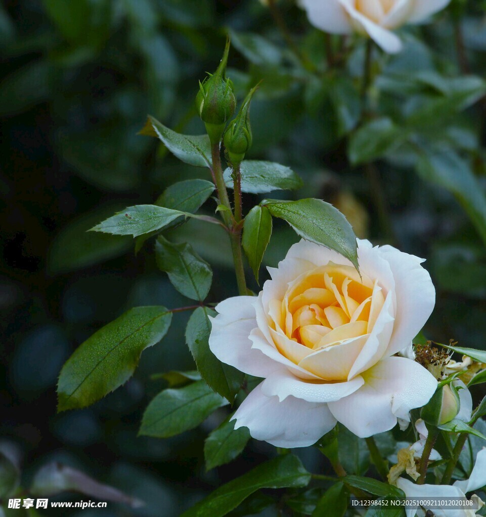 白色黄蕊月季