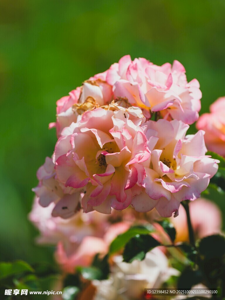粉色月季花特写
