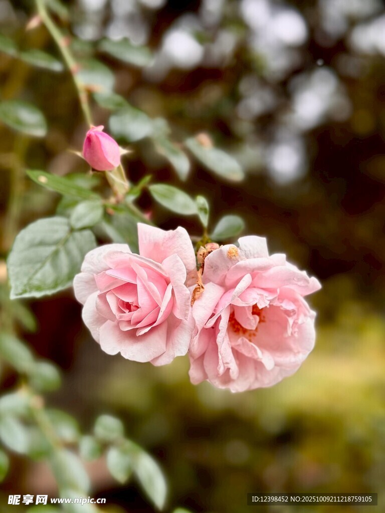 两朵娇艳的粉色月季花
