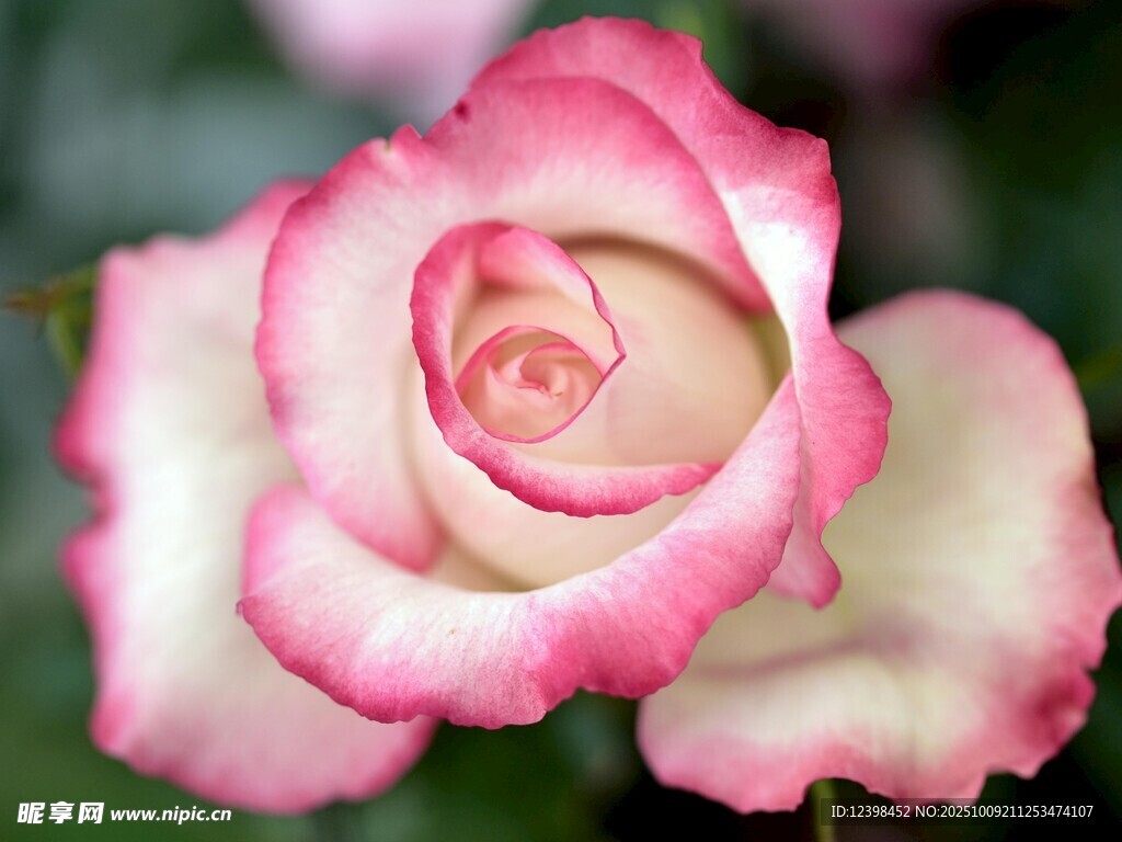 娇艳双色玫瑰花特写