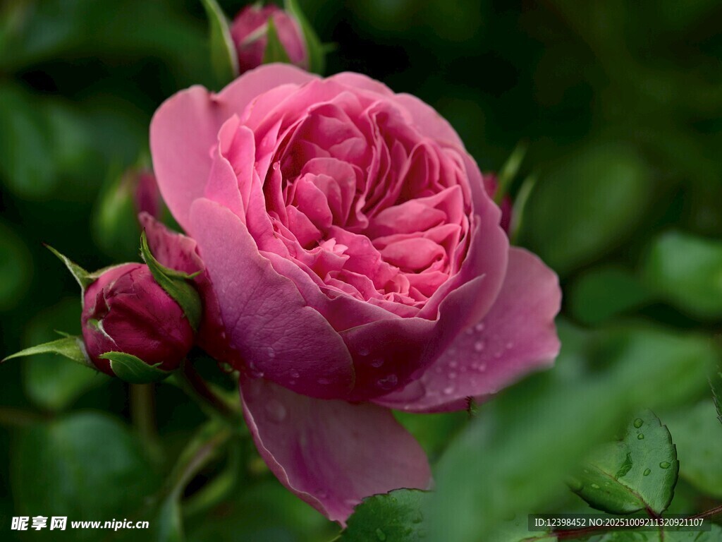 娇艳粉色玫瑰绽放