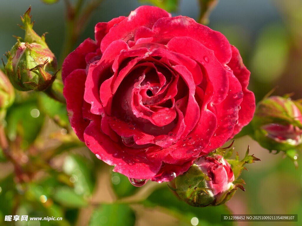 娇艳红玫瑰绽放