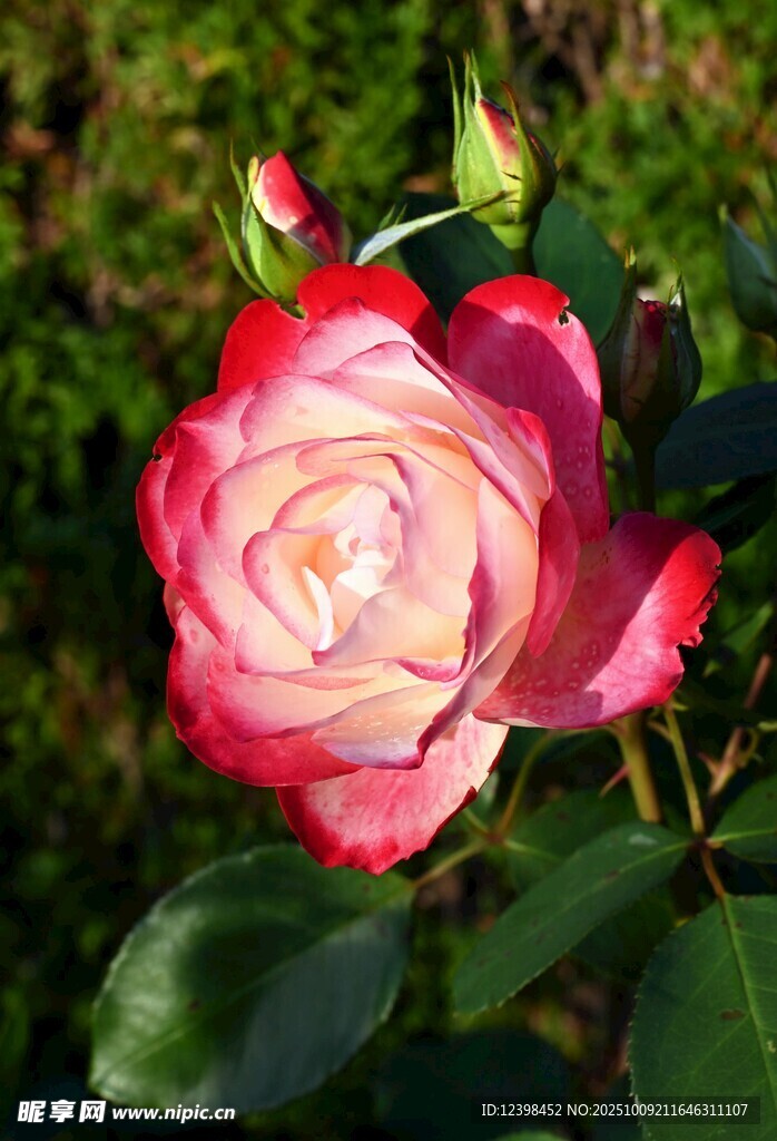 娇艳双色月季花特写