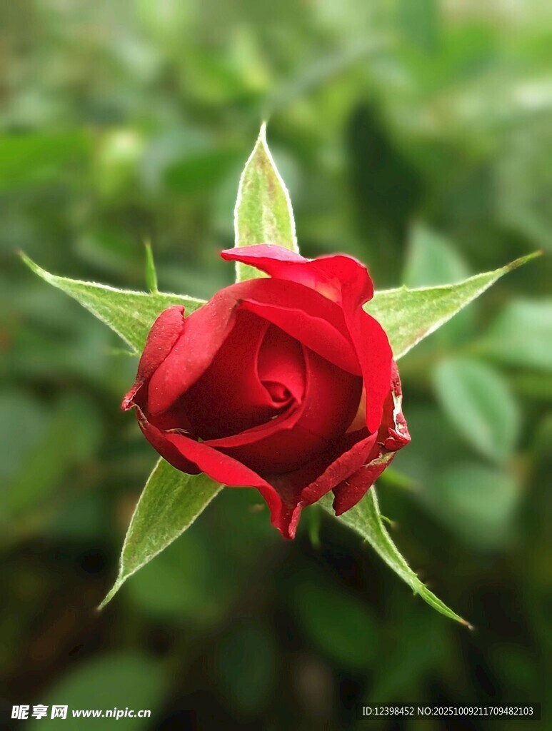 娇艳红玫瑰绽放