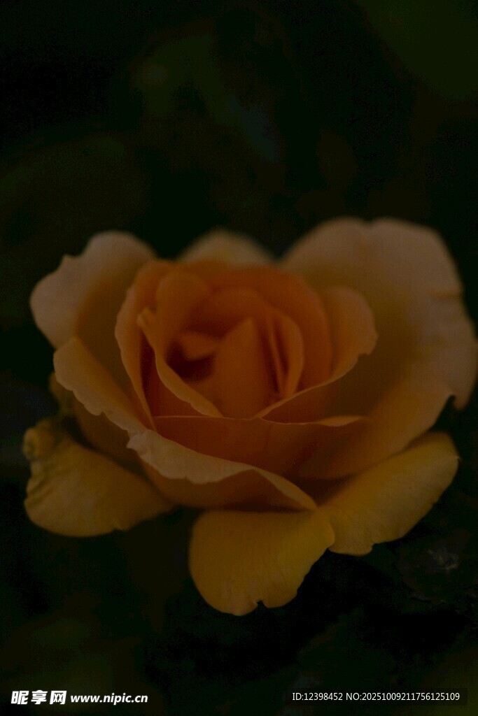 黄色娇艳玫瑰花特写