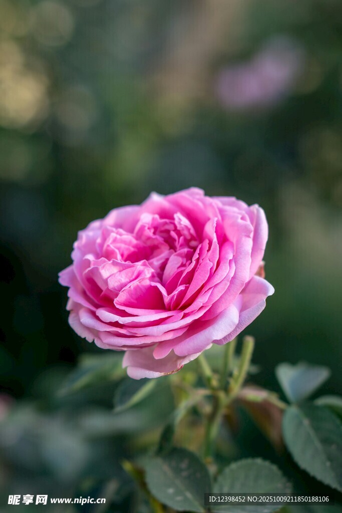 娇艳粉色月季花特写