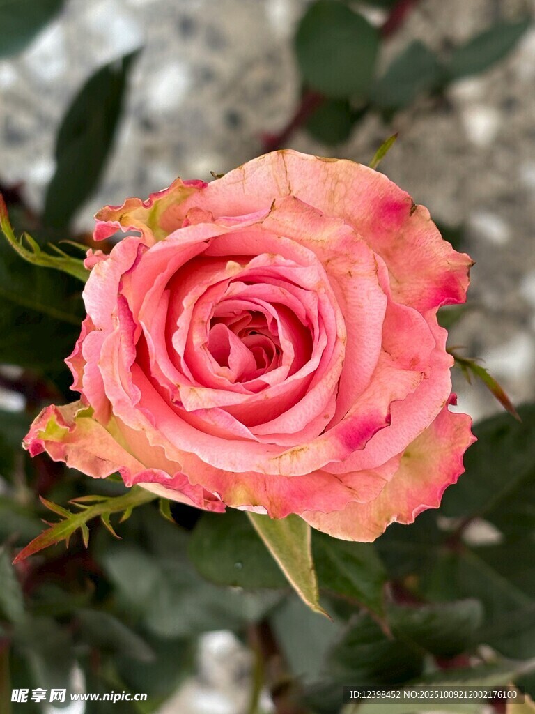 娇艳双色玫瑰花特写