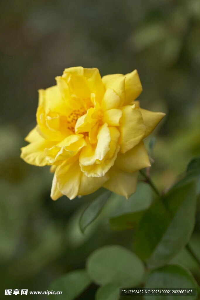 娇艳黄色月季花绽放