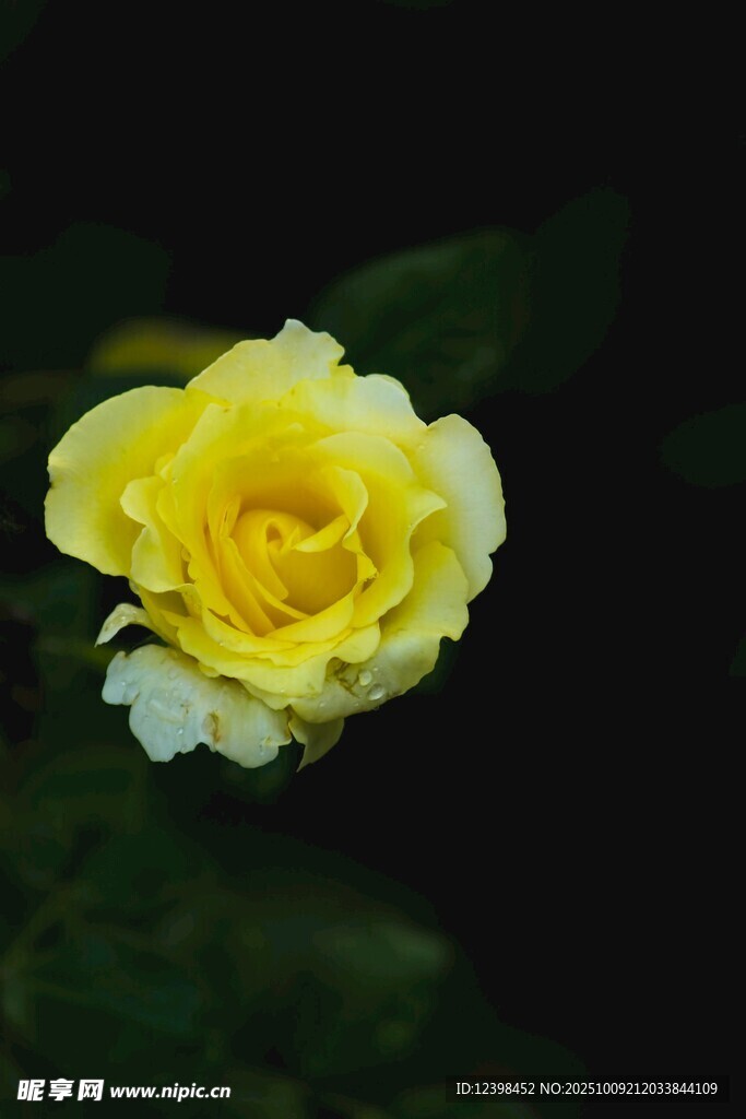 黄色娇艳月季花