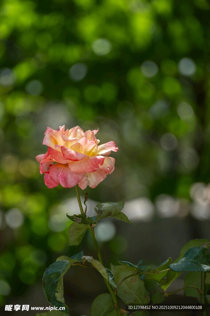 娇艳双色月季花
