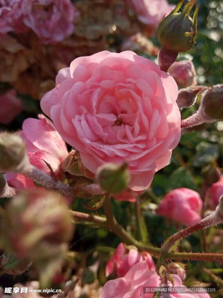 娇艳粉色玫瑰花绽放