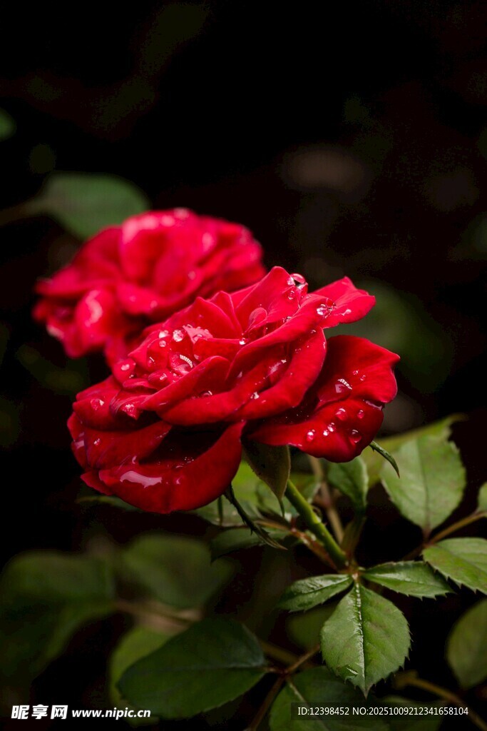 娇艳红玫瑰绽放