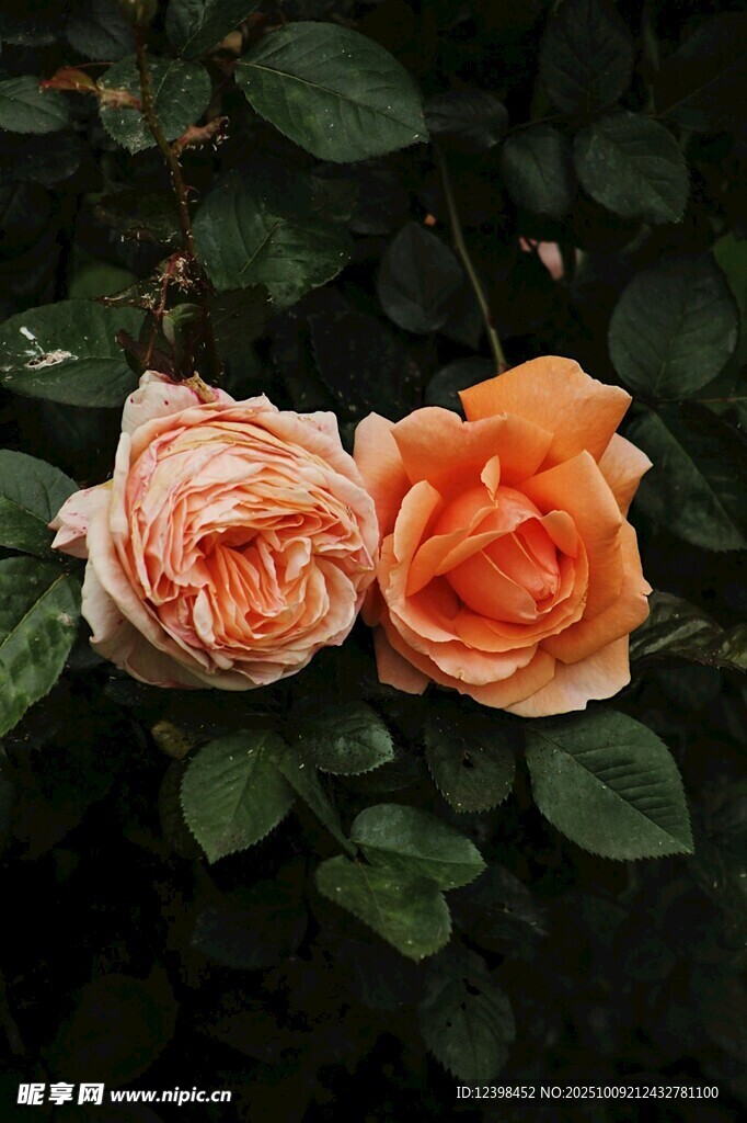 两朵娇艳的橙色月季花