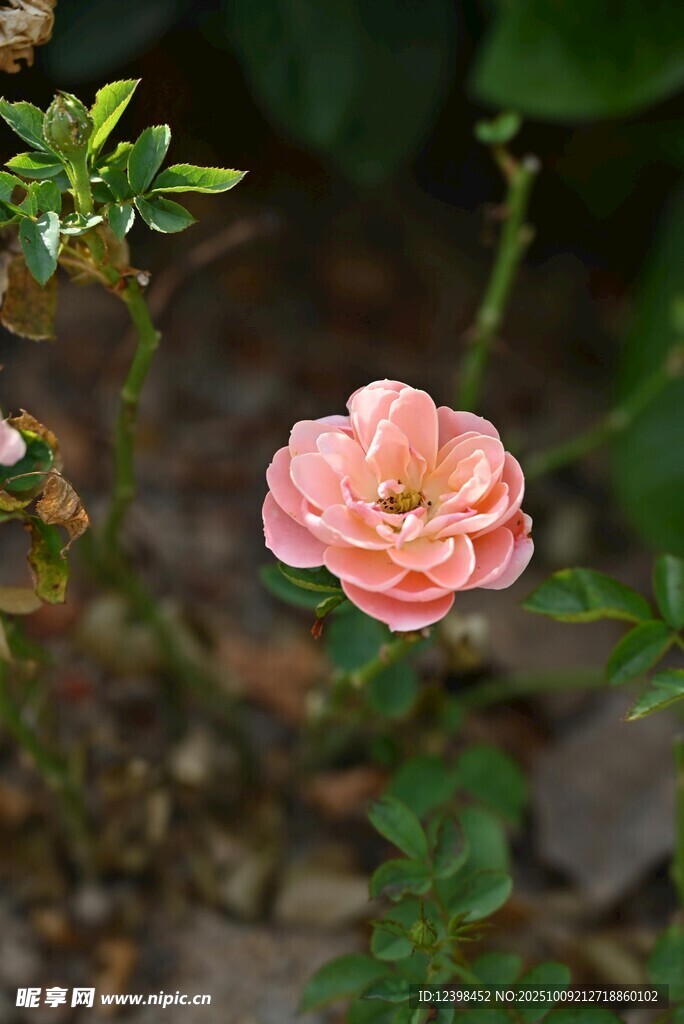 娇艳粉色月季花