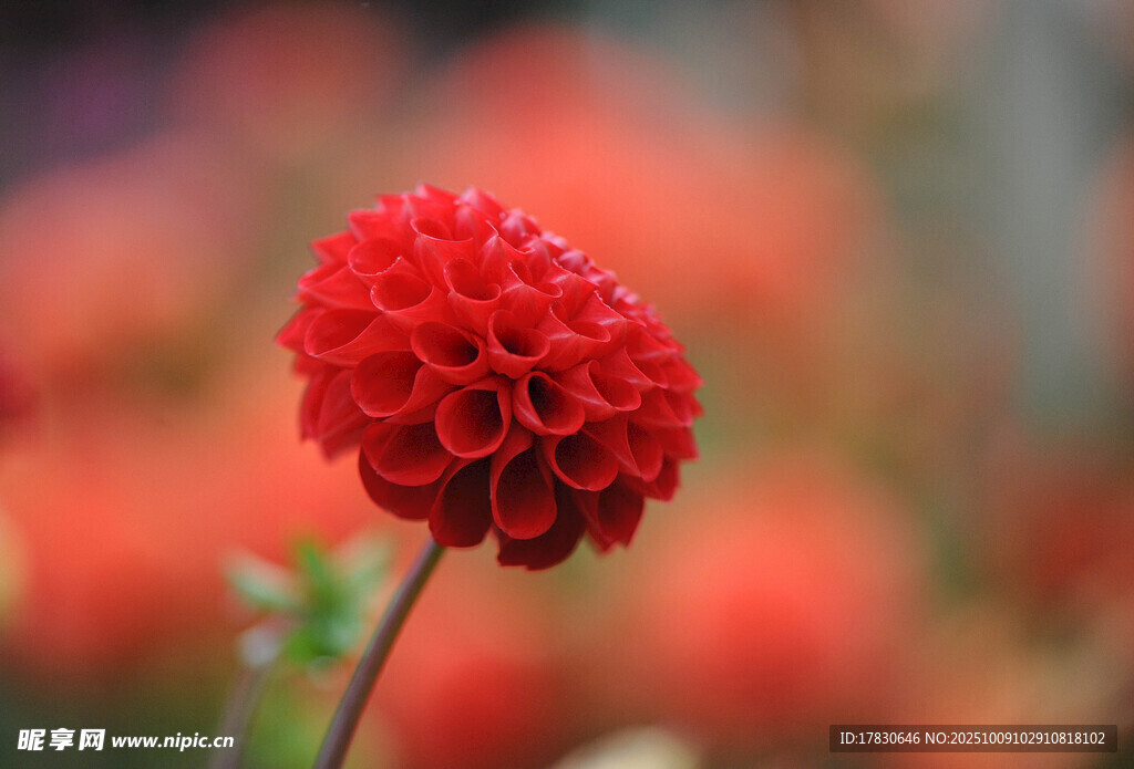 大丽花