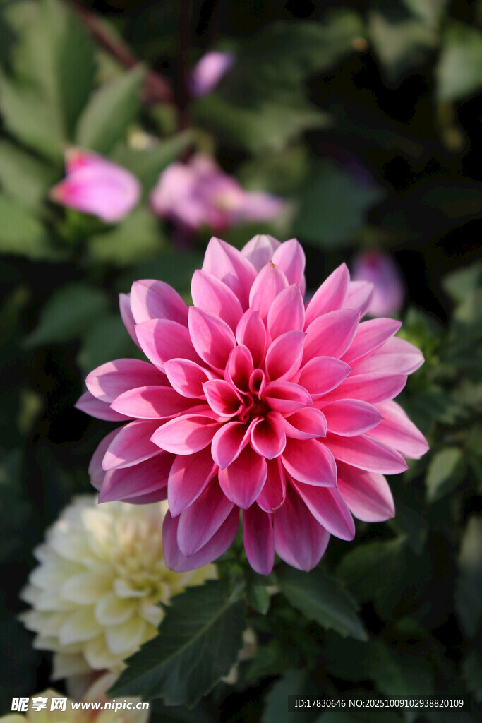 大丽花