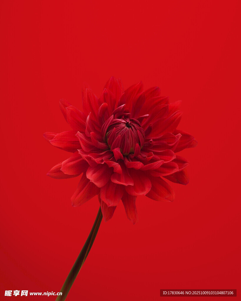 大丽花