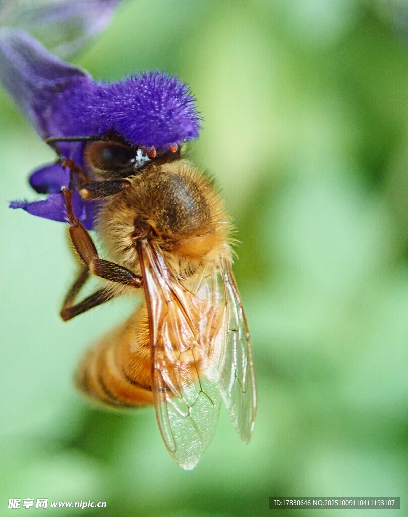 丹参花