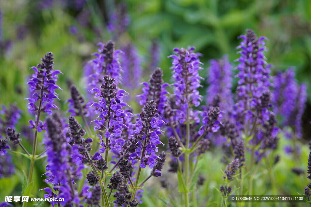 丹参花