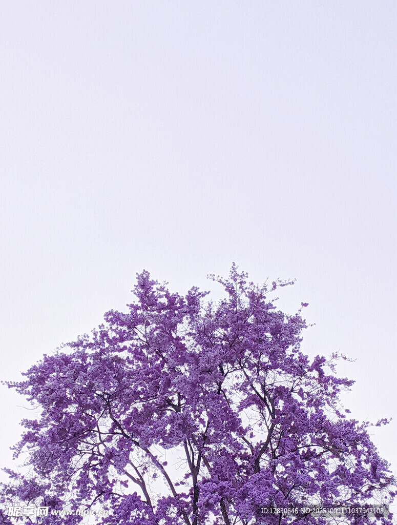 丁香花