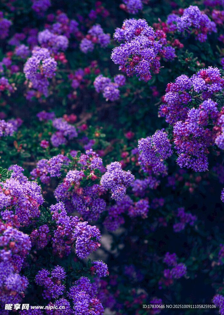 丁香花