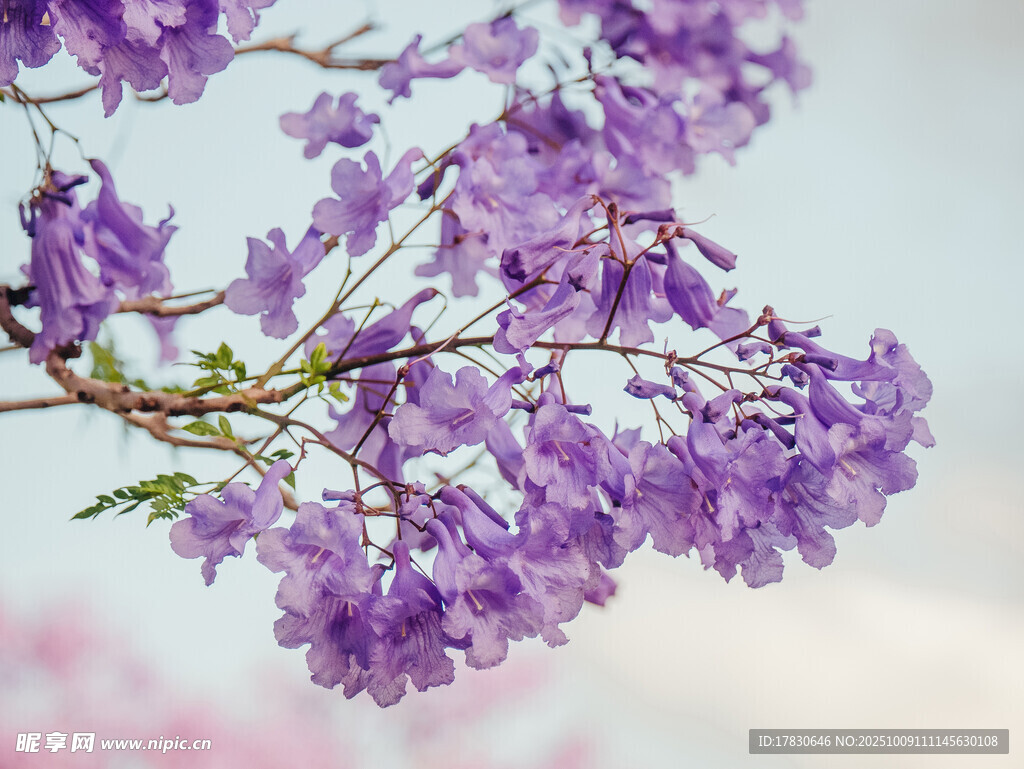 丁香花