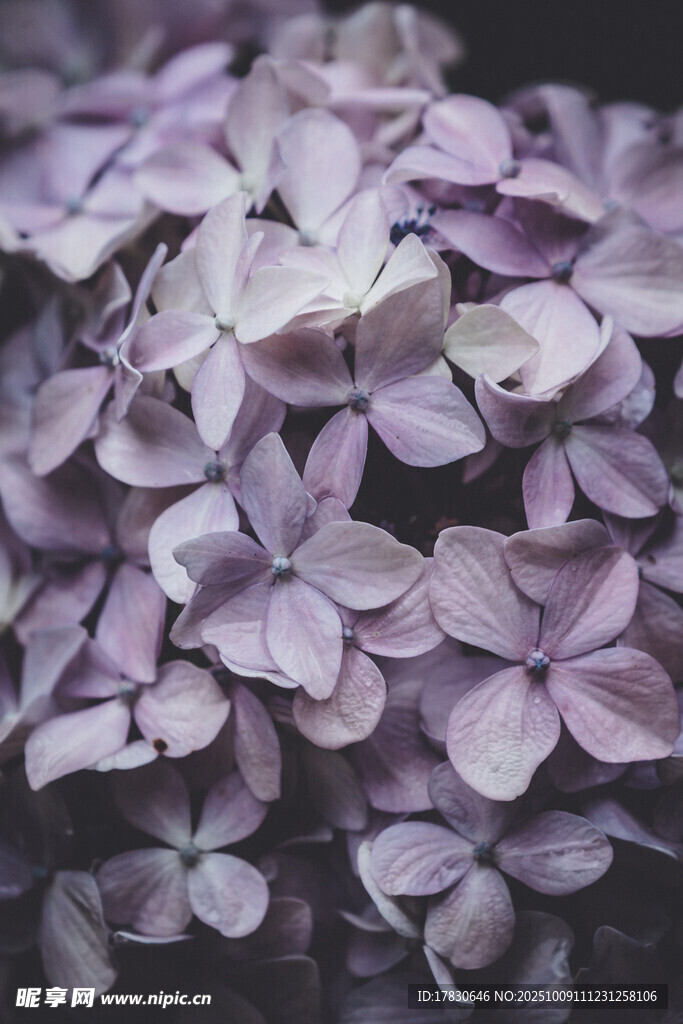 紫色绣球花特写