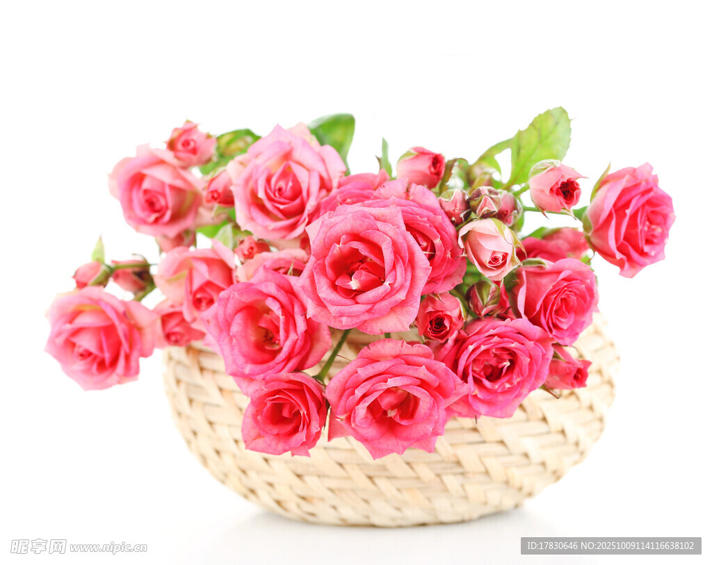 玫瑰花