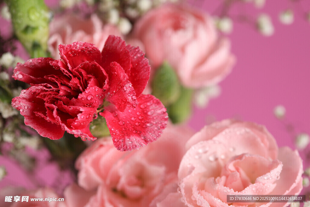 玫瑰花