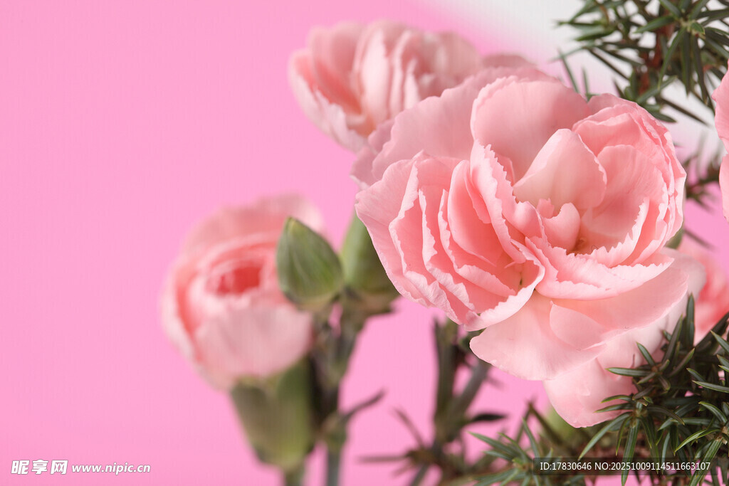 玫瑰花