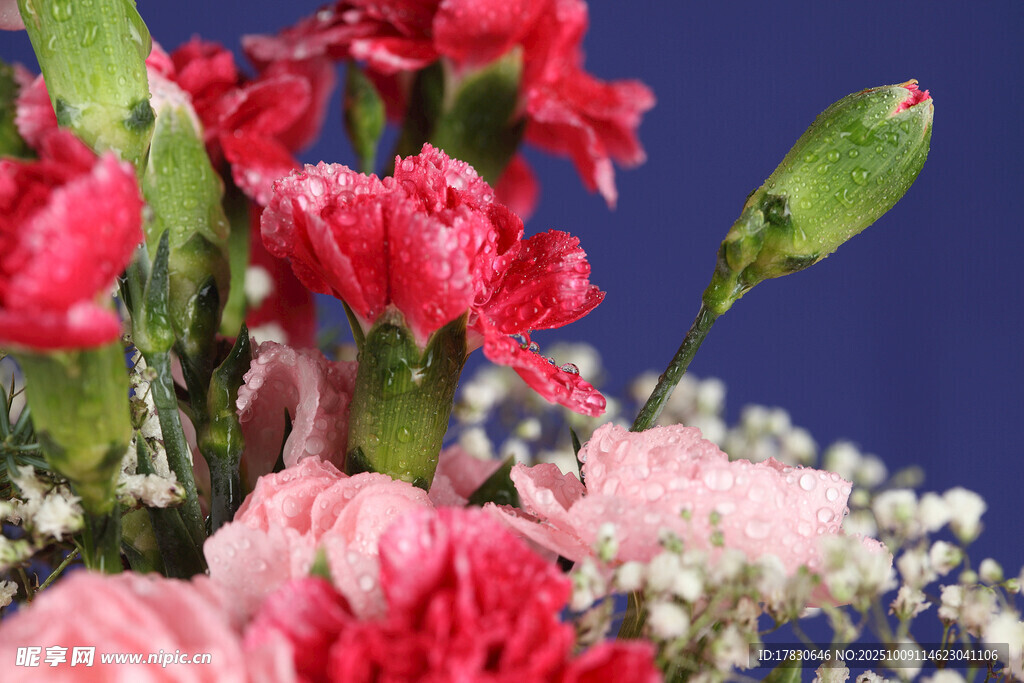 玫瑰花