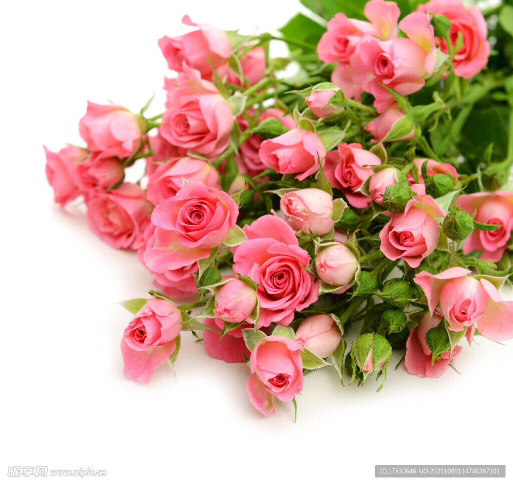 玫瑰花