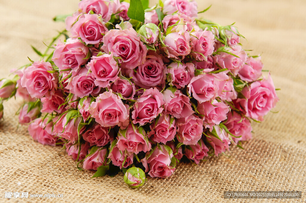 玫瑰花
