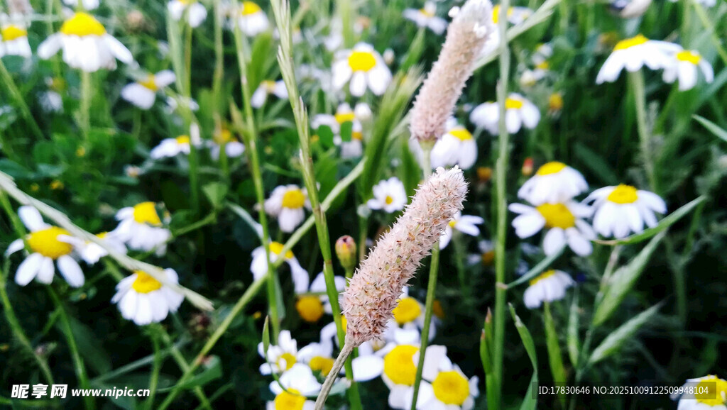 甘菊