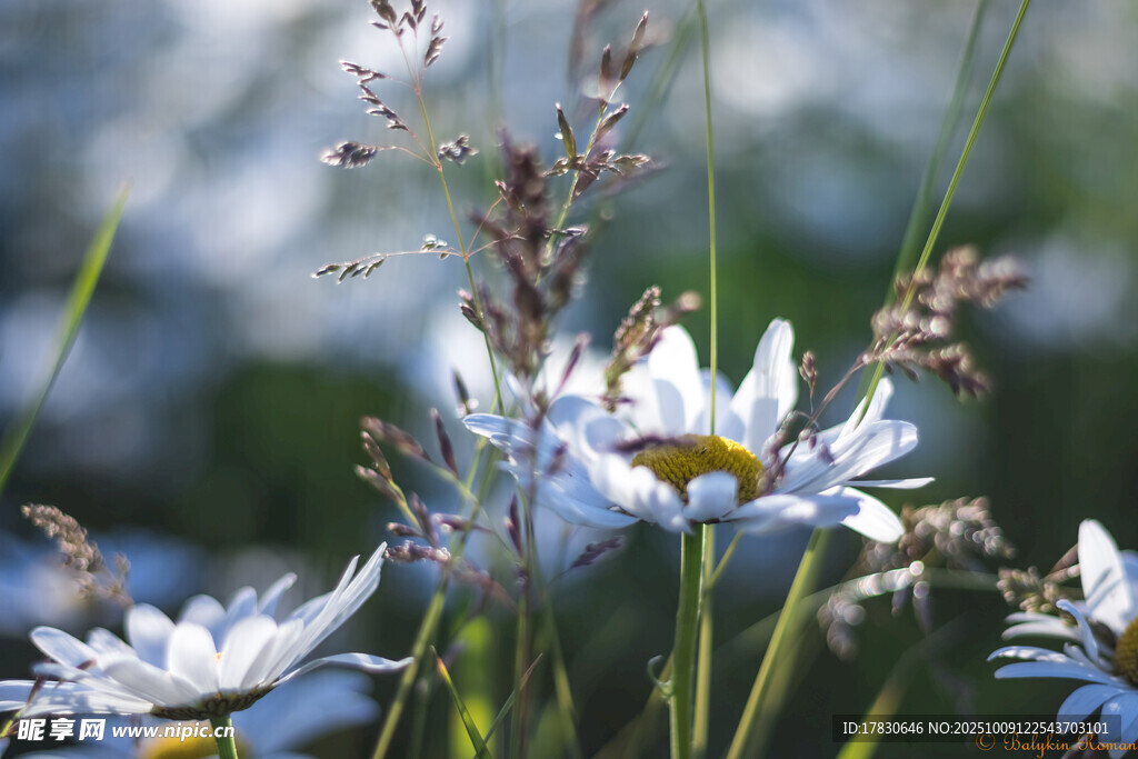甘菊