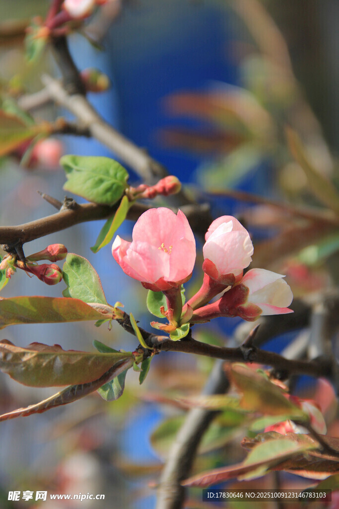 海棠花