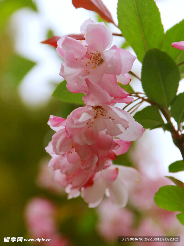 海棠花
