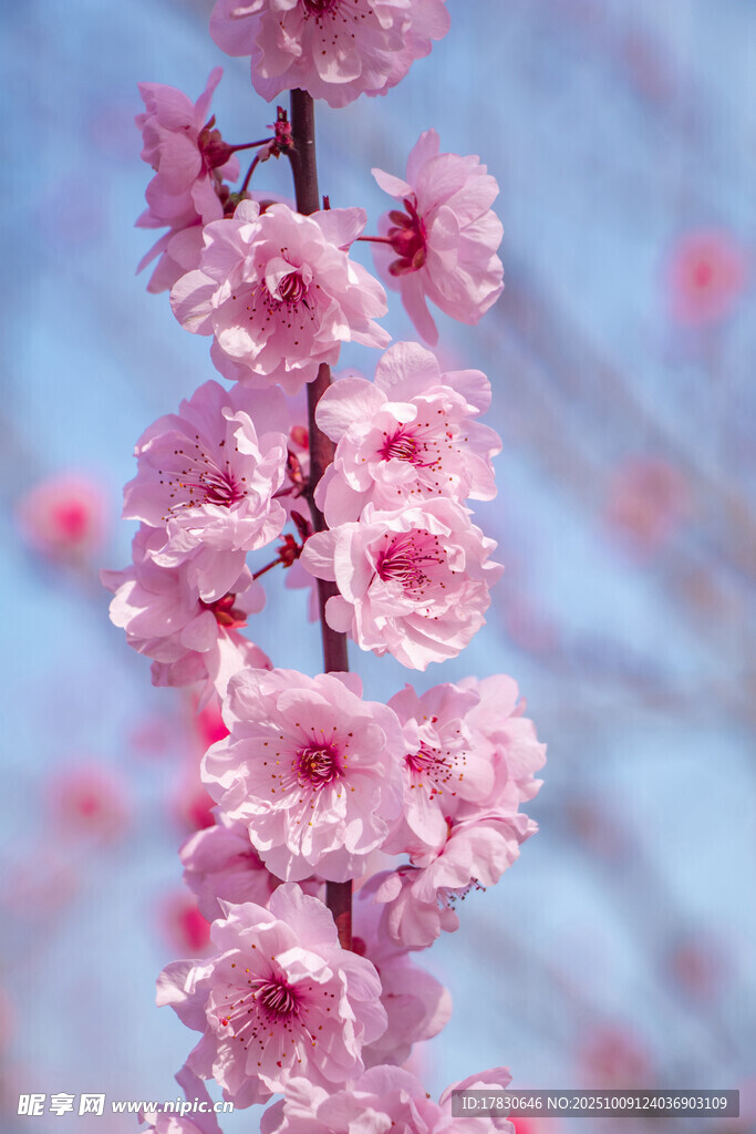 海棠花