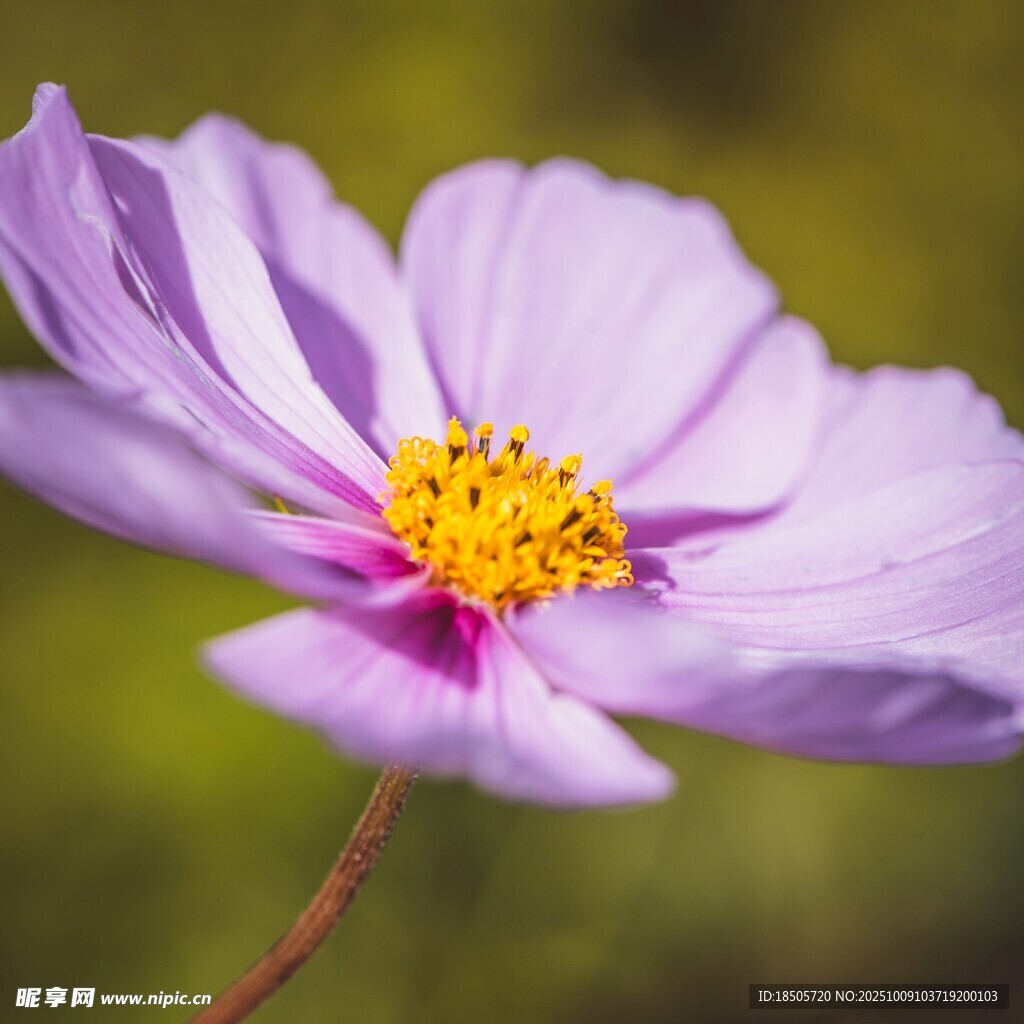 紫色波斯菊特写