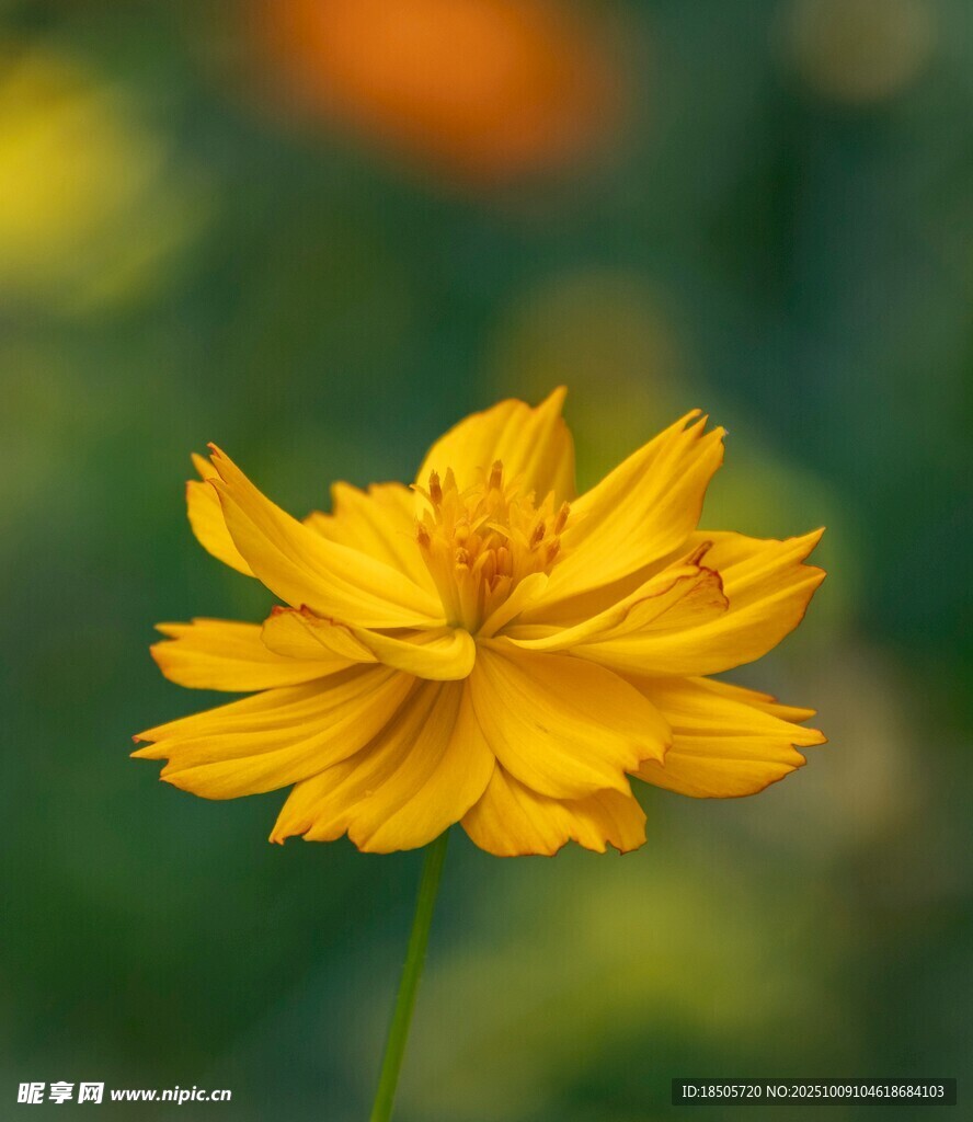 黄色花朵特写