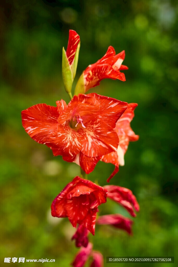 艳丽唐菖蒲花朵特写
