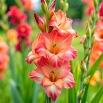娇艳唐菖蒲绽放于绿野