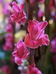 娇艳粉色唐菖蒲花朵