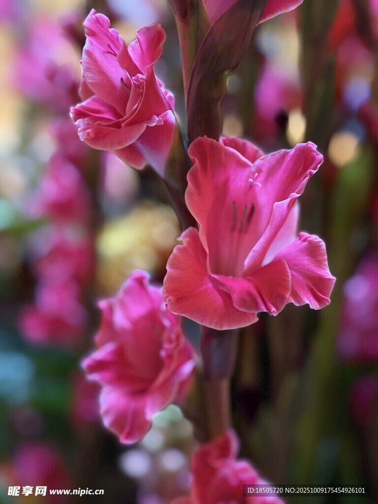 娇艳粉色唐菖蒲花朵