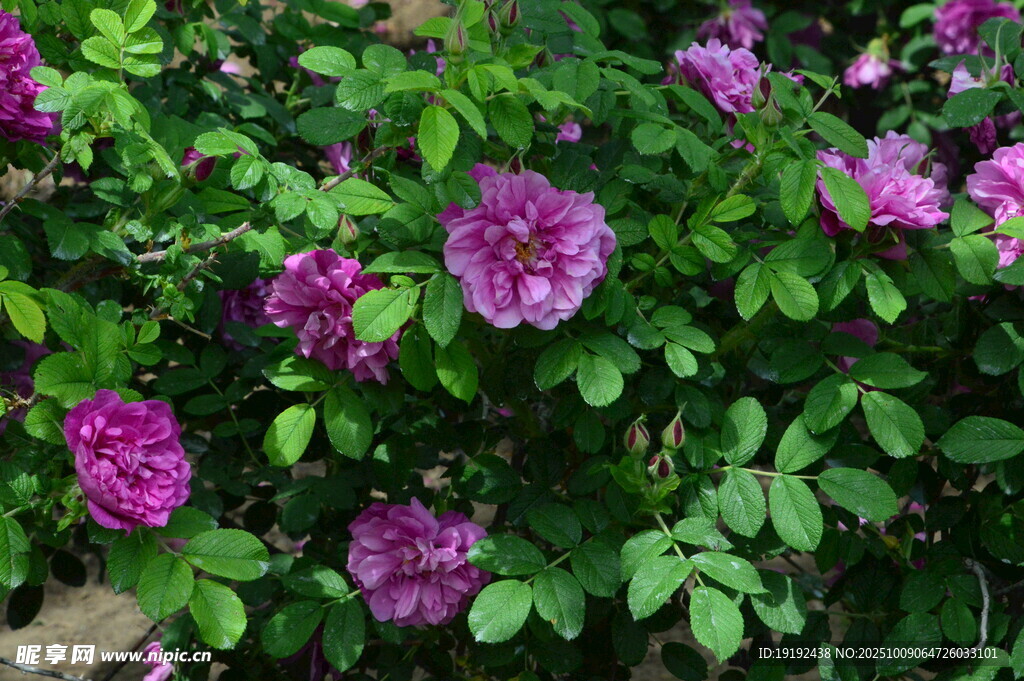玫瑰花  