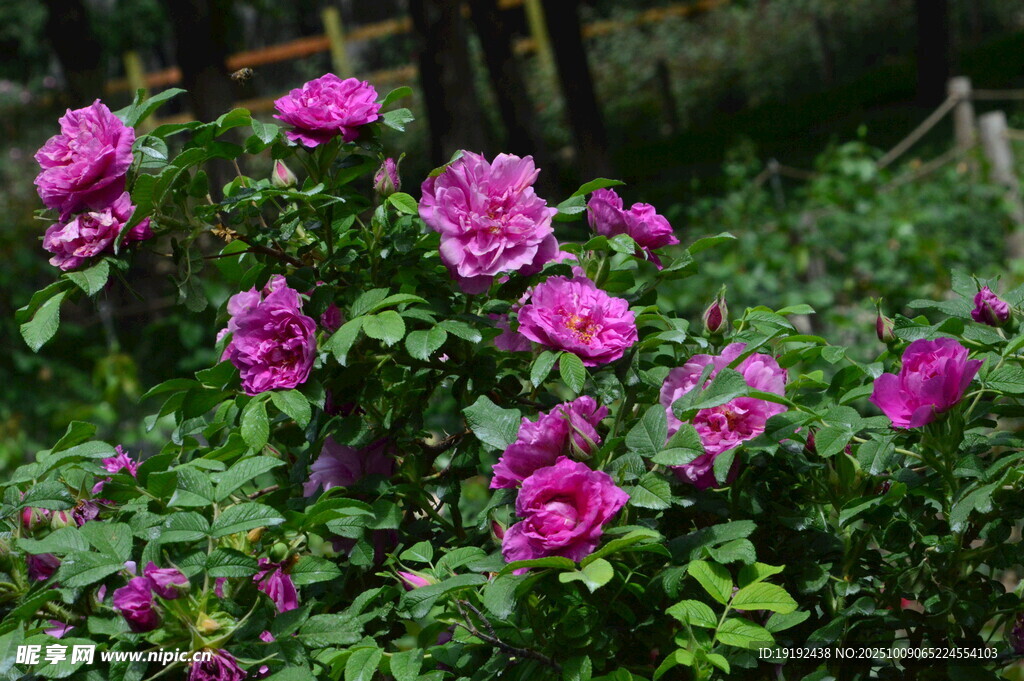 玫瑰花  