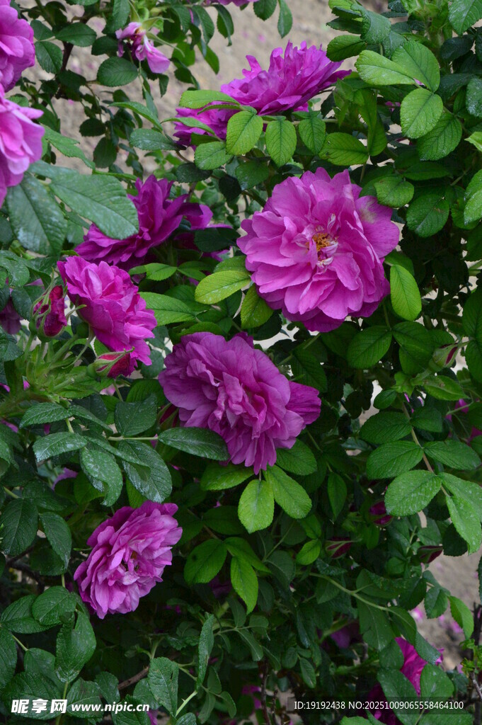 玫瑰花  